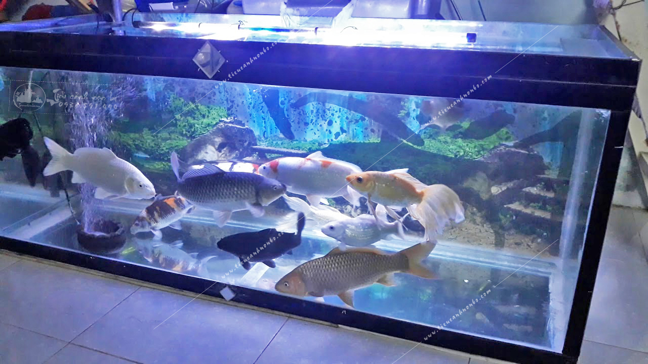 nhung-cach-don-gian-nhat-de-tao-ra-mau-ho-ca-koi-mini-vua-dep-lai-vua-hop-phong-thuy Những cách đơn giản nhất để tạo ra mẫu hồ cá koi mini vừa đẹp lại vừa hợp phong thủy
