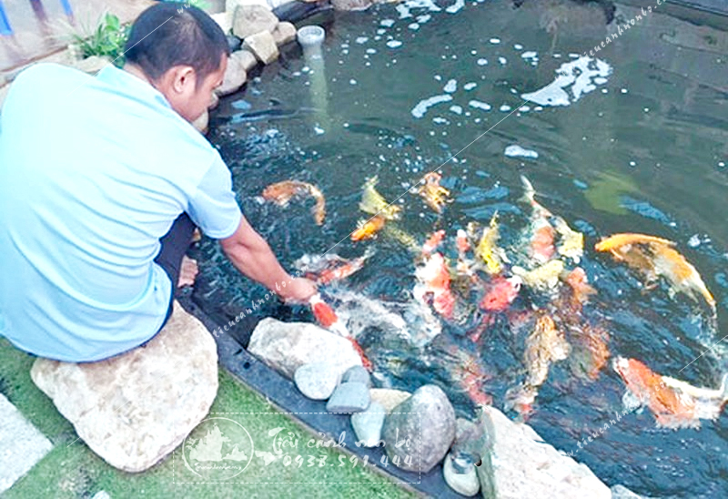 canh-bao-ve-nhung-sai-lam-thuong-mac-phai-trong-qua-trinh-su-dung-ho-ca-koi-san-vuon Cảnh báo về những sai lầm thường mắc phải trong quá trình sử dụng hồ cá Koi sân vườn