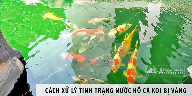 canh-bao-ve-nhung-sai-lam-thuong-mac-phai-trong-qua-trinh-su-dung-ho-ca-koi-san-vuon Cảnh báo về những sai lầm thường mắc phải trong quá trình sử dụng hồ cá Koi sân vườn